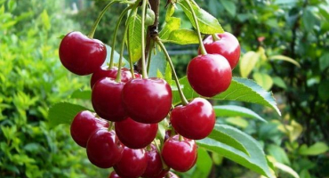 Popis a vlastnosti odrůd podbelské třešně, historie šlechtění, kultivace a péče